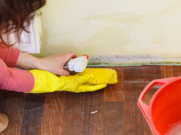 Mold Removal